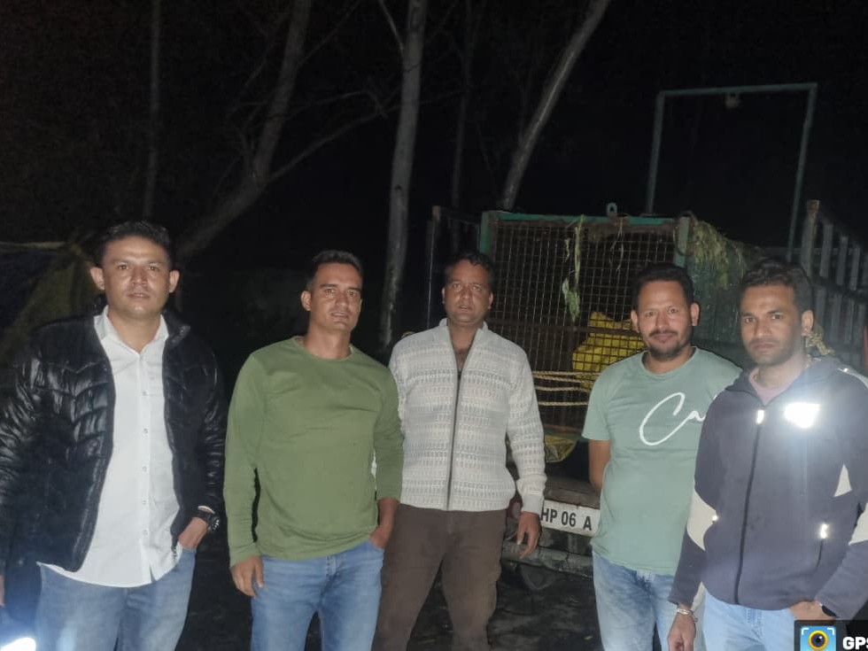 रामपुर में 18 दिन बाद पकड़ा गया तेंदुआ:  पिंजरा और नाइट विजन कैमरे लगाए, टूटीकंडी में होगा स्वास्थ्य परीक्षण, ग्रामीणों को राहत – Rampur (Shimla) News