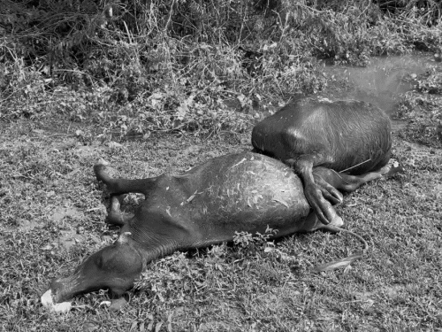 सुईगाम तालुका के चराडा गांव में आई बाढ़ में कई पशुओं की मौत हो गई।