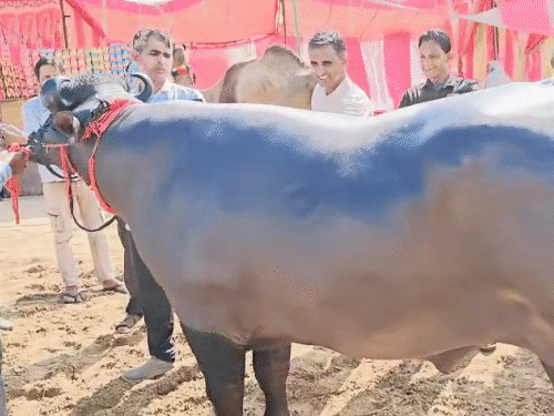 सीकर के पशु मेले में सिंघम नाम का यह भैंसा सभी के आकर्षण का केंद्र बना हुआ है।