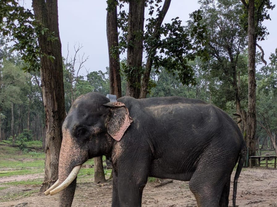 BTR में 20 वर्षीय नर हाथी टस्कर।