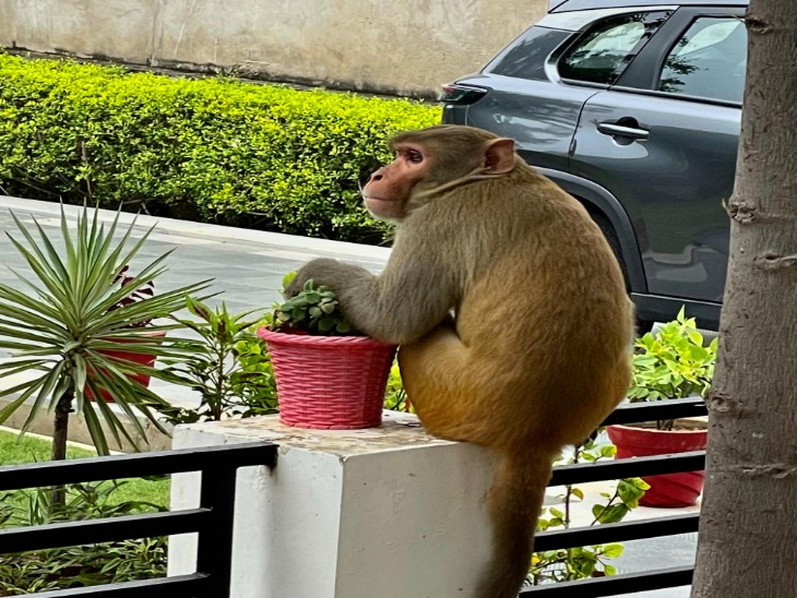 पलसाना में घर की दीवार पर बैठा एक बंदर।