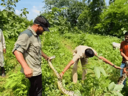 वन विभाग की टीम ने किया अजगर का रेस्क्यू।