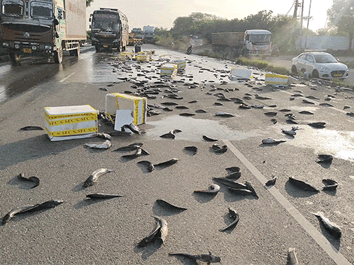 Fishes spread on Delhi-Jaipur highway and vehicles slowly originating from the side.