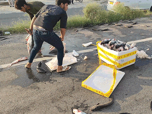 Employees filling the fish in the boxes by picking up the fish from the road.