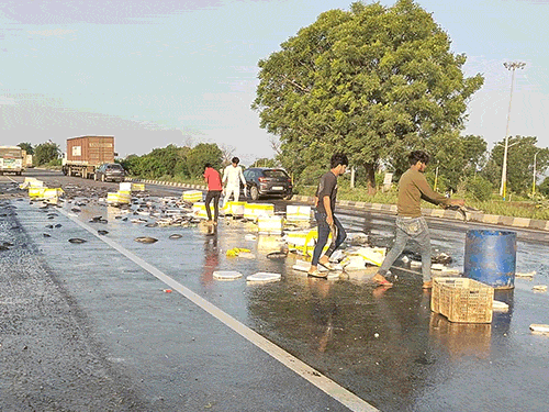 People from Neemrana were arriving from Neemrana to raise the fish scattered on the highway.
