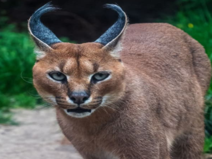 बेहद दुर्लभ जीव है कैराकल बिल्ली।