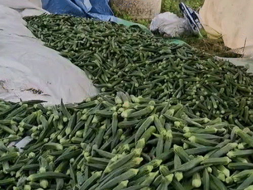 इस गांव से भिंडी भरतपुर और जयपुर की मंडी के अलावा दिल्ली और यूपी की मंडी में भी बेची जाती है।