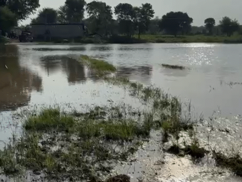 बीजाथल गांव में दूर से देखने पर खेत तालाब की तरह नजर आते हैं। ये हाल नागौर के अधिकतर गांवों का है।