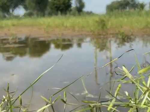 नागौर जिले में कई खेत पनी से लबालब हो चुके हैं। किसानों के सामने संकट है कि वे अगली बुवाई कब करेंगे।