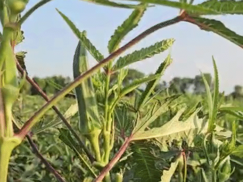 भिंडी की खेती जून से लेकर नवंबर तक होती है। छह महीने के समय में लाखों का मुनाफा हो जाता है।