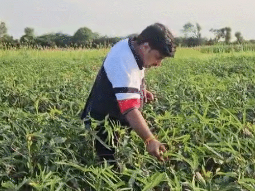 गोविंद सिंह ने गांव के कई किसानों को मिट्टी का बेड बनाकर खेती करना सिखाया।