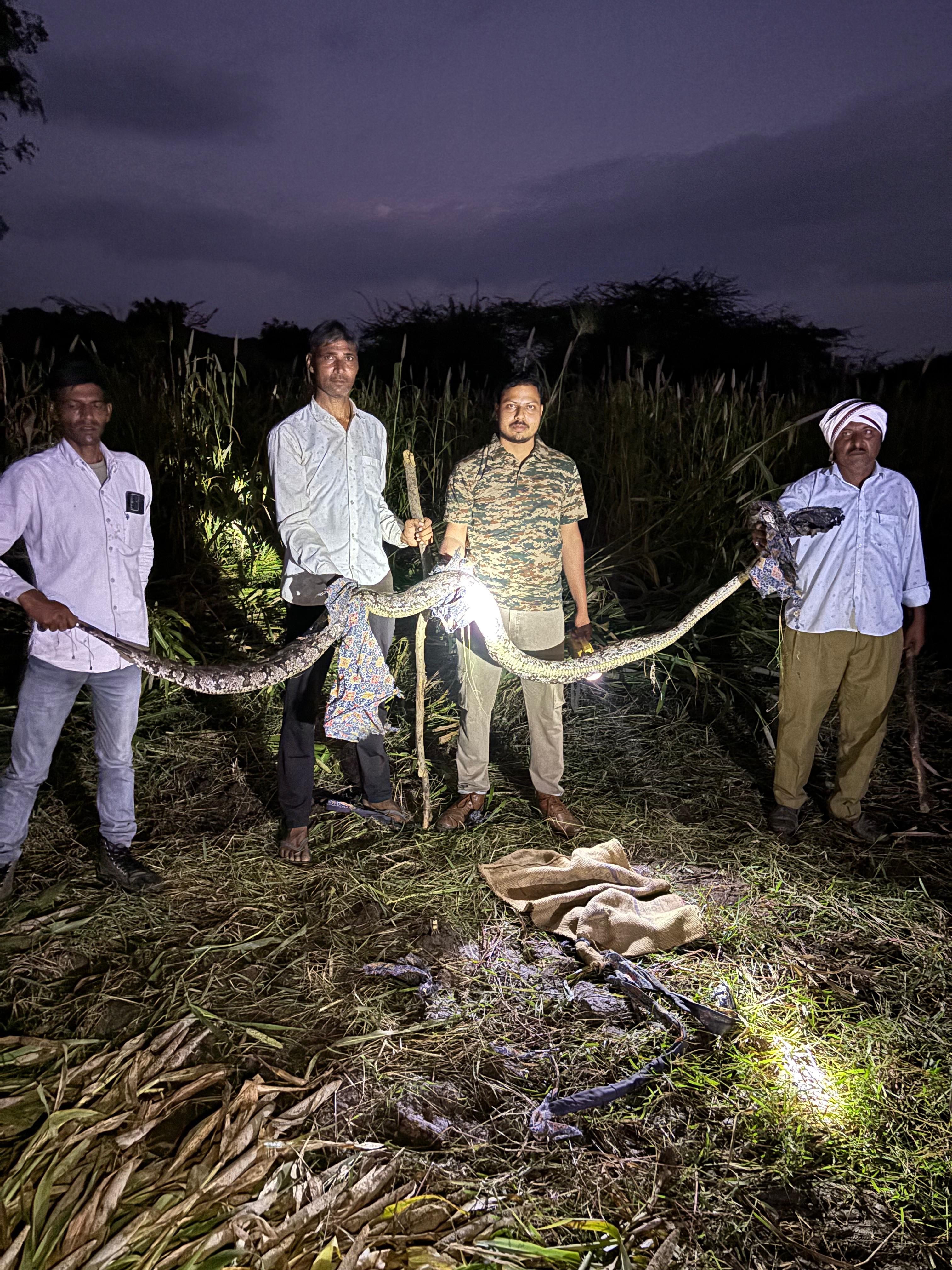 12 feet long python rescued from Nadoli and released in Sariska forest