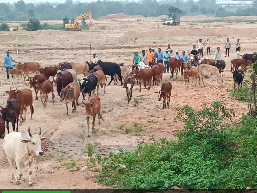 नपा की टीम आवारा मवेशियों को पकड़कर गोशाला में भेज रहा है, ताकि हादसों से बचा जा सके।