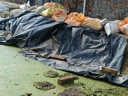 गांव सागवान में घरों में जलभराव ना हो, इसके लिए मकानों के सामने मिट्टी और पन्नी डालकर इंतजाम किया गया है।