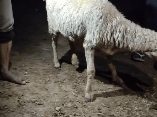 Lunging sheep from the feet due to illness