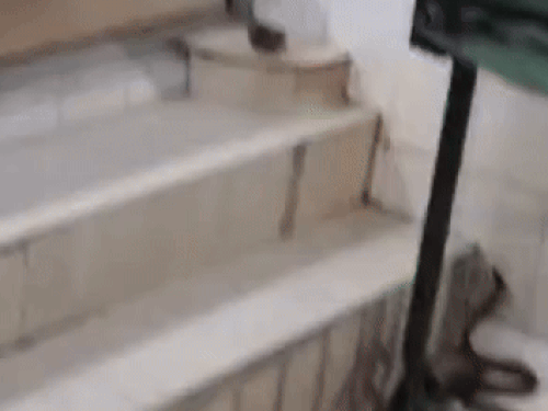 Snake entered the hospital premises.