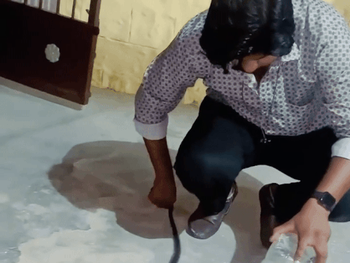 जैसलमेर की हाउसिंग बोर्ड कॉलोनी में घुसा कोबरा:  तुलसी के पौधे के पास बनाया बसेरा, स्नैक कैचर ने रेस्क्यू कर जंगल में छोड़ा – Jaisalmer News