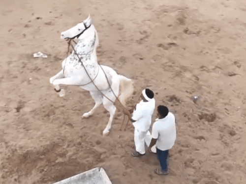 पशु मेले में आई एक घोड़ी का डांस दिखाते हुए।