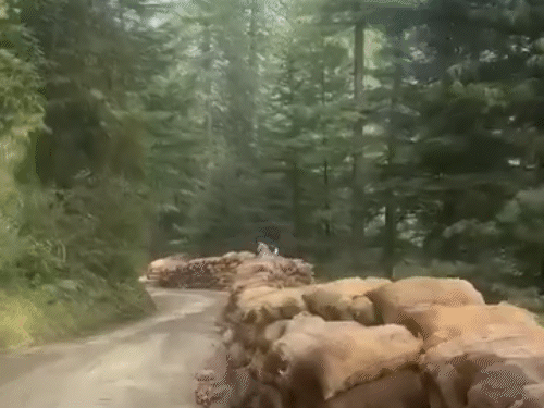 हिमाचल में सड़क किनारे सड़ रहा सैकड़ों टन सेब:  HPMC ने MIS योजना के तहत खरीदा; मंत्री बोले- रोड़ बंद होने से फंसा – Shimla News