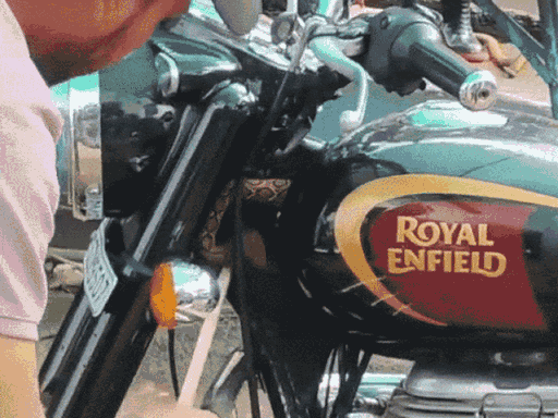 सागर में रसेल वाइपर प्रजाति का सांप बुलेट के पेट्रोल टैंक के नीचे छिपा था।