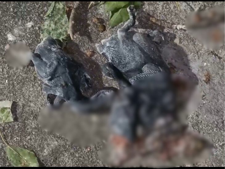 पेड़ गिरने से मरे चूजे