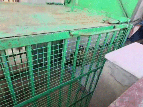 वन विभाग की टीम ने पिंजरा लगाकर लेपर्ड को अंदर धकेलने की कोशिश की।