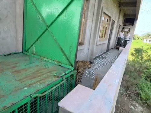 लाठी से धक्का देने पर लेपर्ड थोड़ा वापस खड़ा हुआ तो वन विभाग की टीम ने पलंग लगाकर बचाव किया।