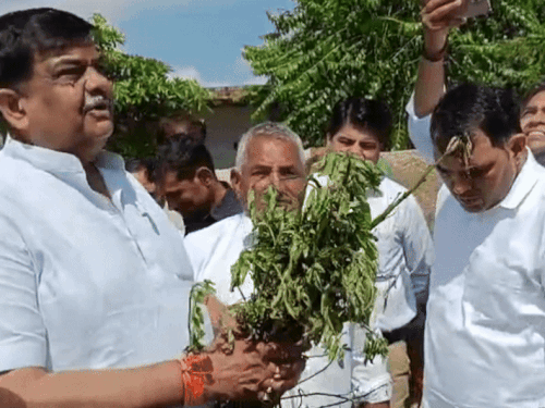 7 सितंबर को रींगस पहुंचे वन मंत्री संजय शर्मा ने खराब फसलों का जायजा लिया था।