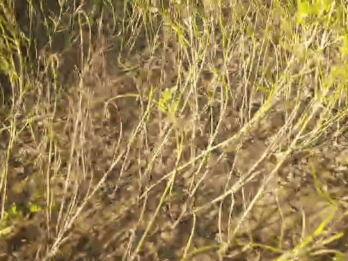 खेत में खराब होकर जमीन पर पड़ी हुई ग्वार की फसल।