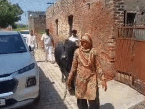 Meenakshi's mother Sunita Devi bringing animals.