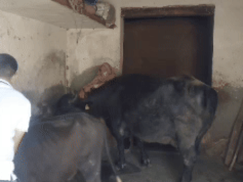 Mother Sunita and brother Rohit tying animals at Meenakshi's house.