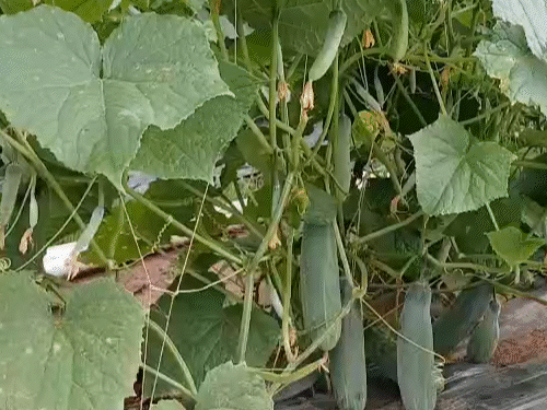 किसान ने अपनी 5 एकड़ जमीन में खीरा लगाया है।