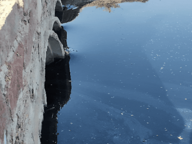 The water of Luni and Jojri river has turned black. By drinking this polluted water, animals are losing their lives.