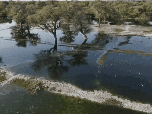 Chemical -rich water of factories was mixed in the Jodhi river of Jodhpur.