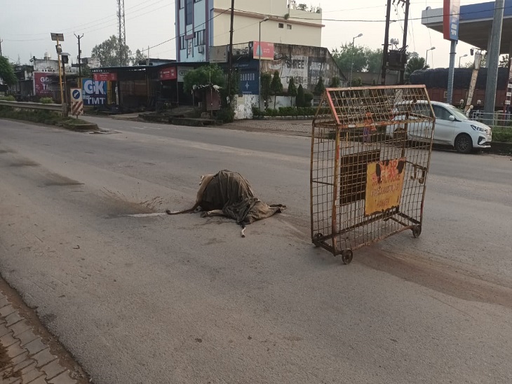 कांकेर में NH-30 पर एक ट्रक ने दो मवेशियों को कुचल दिया।