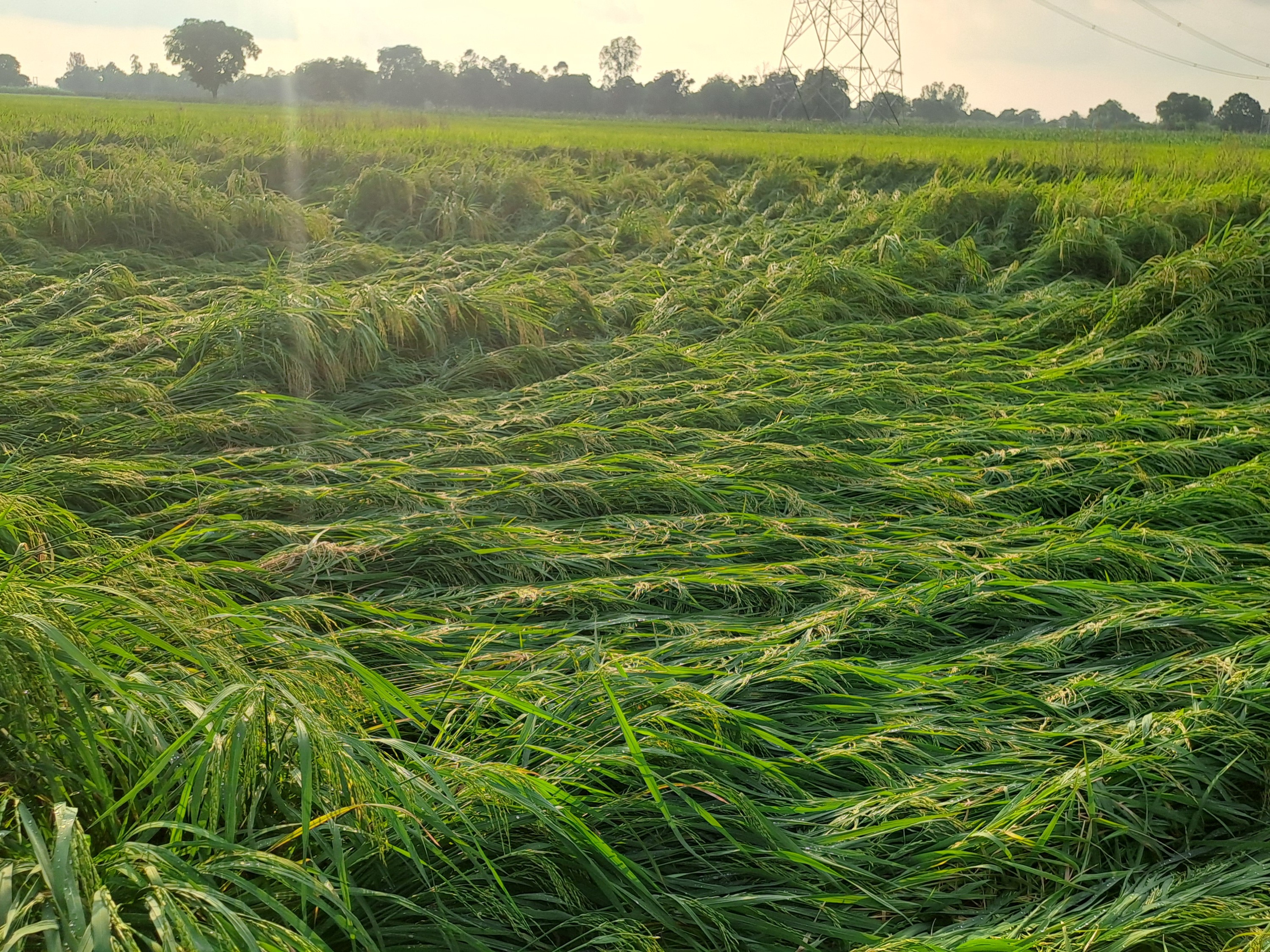 Paddy crop destroyed due to unseasonal rain