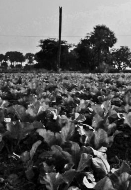 The field of Laugai village where Muslims were buried and cabbage was planted in 1989. Source: Al Jazeera