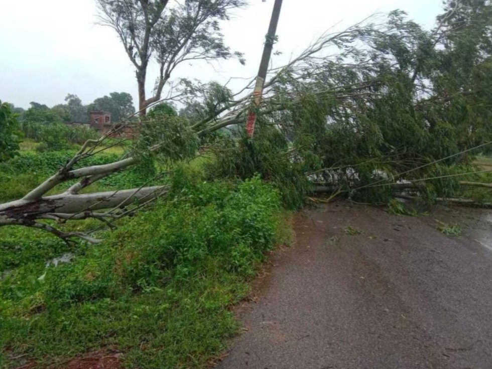 Trees fell on the road in Meerut due to storm | मेरठ में मार्ग पर आंधी ...
