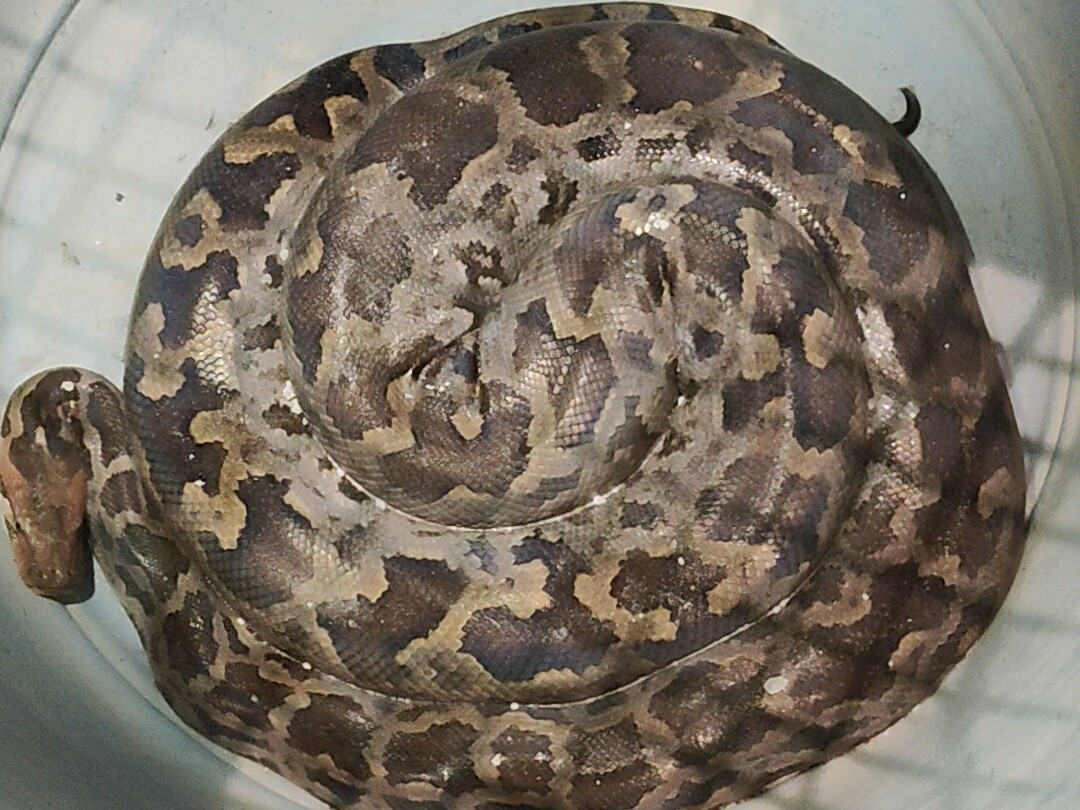 Giant python seen in Sarai Mitthe