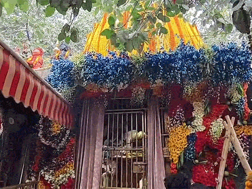 Maa Chintpurni Temple decorated with colorful flowers for Sharadiya Navratri.