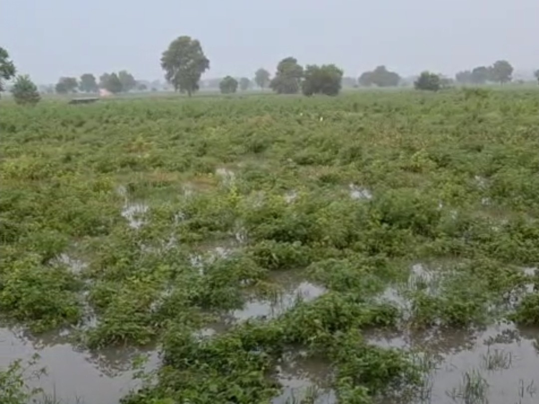 Water filled in the field in village Litani.