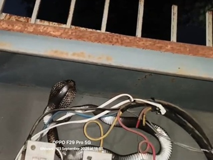 बिजली के तार व स्विच के बीच फंसा सांप