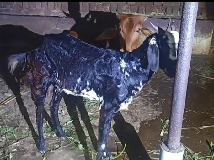 Python Swallow Goat Python swallows two goat kids in Barwani