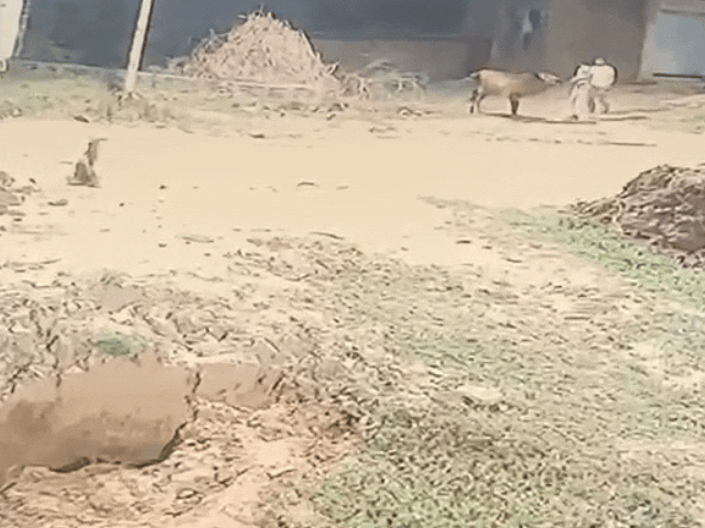 गौ तस्कर गाय को लेकर जाते हुए।