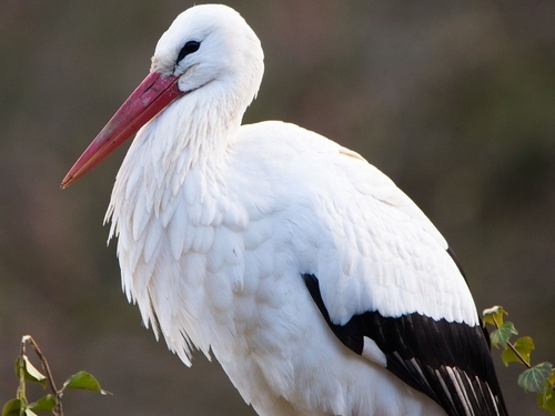 धोलिया गांव में दर्ज हुआ व्हाइट स्टॉर्क का झुंड जैसलमेर की पारिस्थिति की और प्रवासी पक्षियों की दुनिया में एक अहम घटना है।