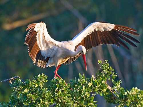 जैसलमेर के धोलिया गांव में 13 व्हाइट स्टॉर्क का एक साथ दिखना क्षेत्र की पारिस्थितिकी के लिए अहम संकेत माना जा रहा है।