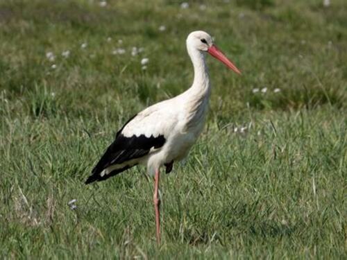 जैसलमेर में प्रवासी पक्षियों का आगमन इस बात का सूचक है कि यहां कि पारिस्थितिकी अभी भी जीवंत और उपयोगी है।