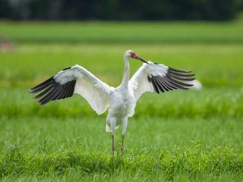 व्हाइट स्टॉर्क यूरोप में सौभाग्य और समृद्धि का प्रतीक माने जाते हैं।