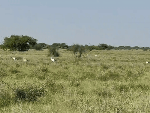 जैसलमेर के भादरिया ओरण क्षेत्र में 21 सितंबर की सुबह खुले घास के मैदान में 13 दुर्लभ प्रवासी पक्षी व्हाइट स्टॉक को विचरण करते देखा गया।