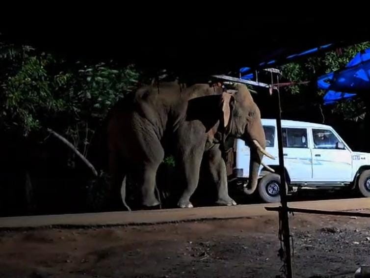 Elephant reached near Maa Angarmoti temple in Dhamtari | धमतरी में मां अंगारमोती मंदिर के पास पहुंचा हाथी: वन विभाग ने रोका; भक्तों को सतर्क रहने की हिदायत, गांवों में भी कराई गई मुनादी - Dhamtari News 2 517ec1bd e803 4bea a0d2 91f927db29bd 1758703209859